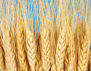 DA pentru MADR - Dezvoltam Aptitudini pentru Ministerul Agriculturii si Dezvoltarii Rurale